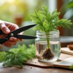 apprenez à bouturer un mimosa facilement grâce à notre méthode simple et nos conseils efficaces pour réussir la multiplication de votre plante.