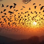 découvrez le calendrier et la période de migration des étourneaux pour savoir quand ils partent et observez leurs déplacements saisonniers.