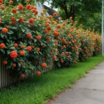 découvrez la réglementation concernant la haie de pyracantha interdite ainsi que des conseils pratiques pour bien l'entretenir ou la remplacer en toute légalité.