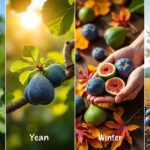 découvrez le calendrier des saisons des figues et nos conseils pratiques pour une récolte parfaite, du choix du bon moment à la meilleure façon de cueillir ces fruits délicieux.
